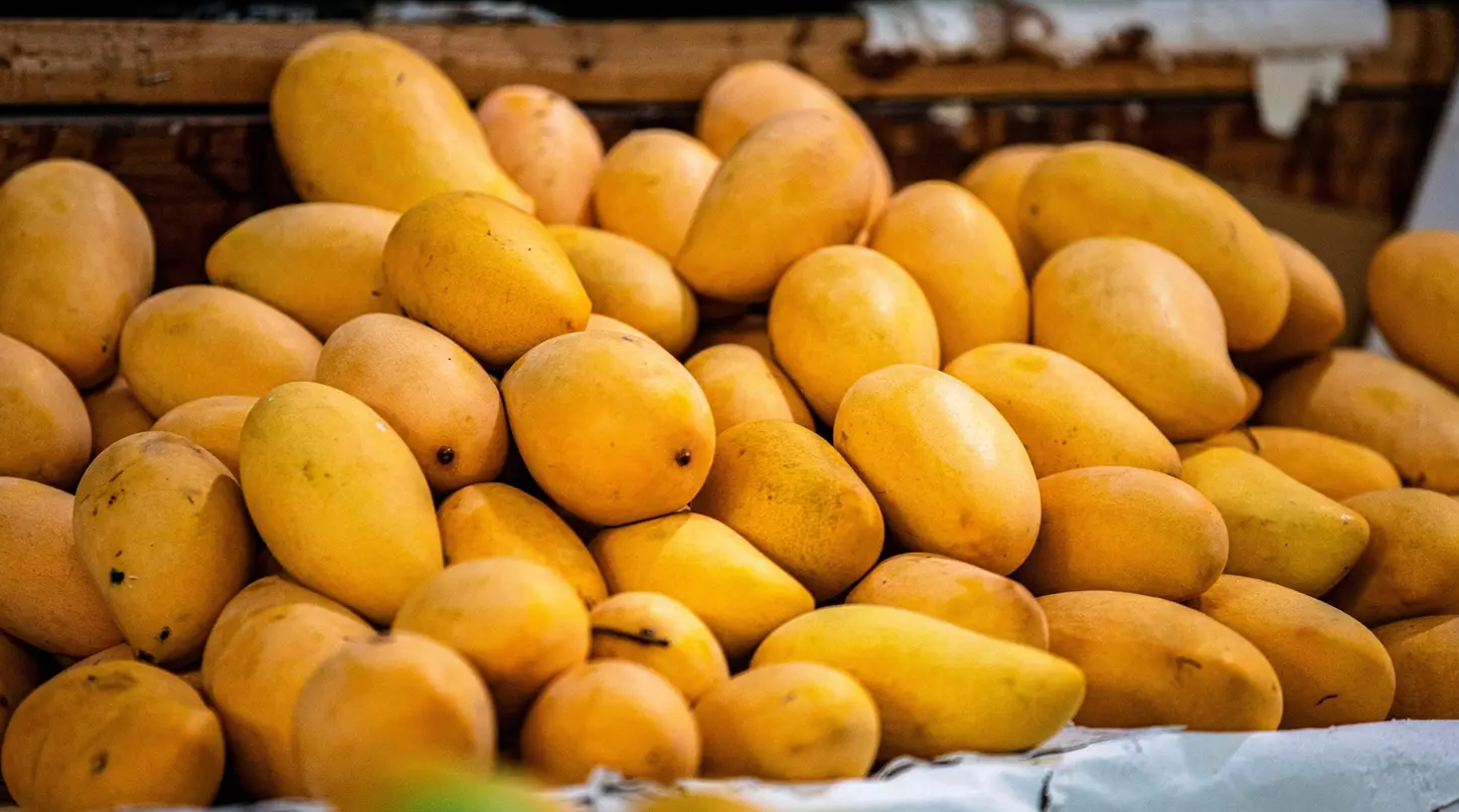 Productores de mango en Los Cabos sufren caída histórica en cosechas por calor extremo: producción baja hasta un 70%